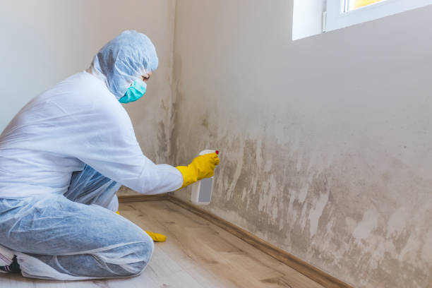 Licensed Attic Mold Removal service in Lexington, VA - WQB Mold Removal