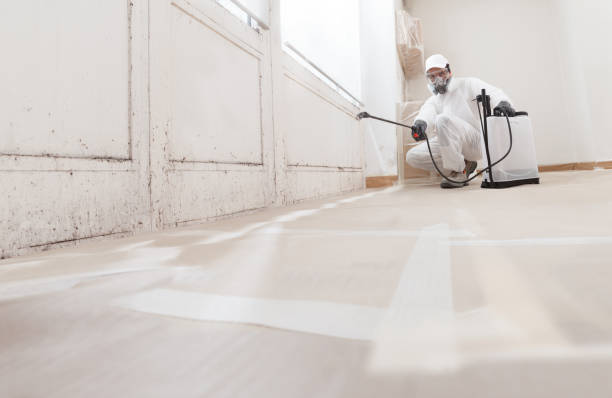 24/7 Emergency Attic Mold Removal experts in Lexington, VA