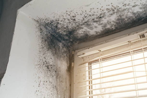 Affordable Attic Mold Removal solutions in Lexington, VA